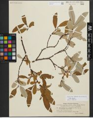Foto von Salix krylovii E. L. Wolf